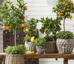 Dehner Gourmet Garten Salbei