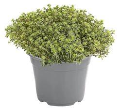 Dehner Gourmet Garten Silberthymian