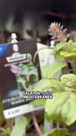 Dehner Gourmet Garten Strauchbasilikum 'Magic Blue'