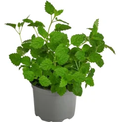 Dehner Gourmet Garten Zitronenmelisse