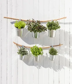 Dehner Gourmet Garten Zitronenmelisse