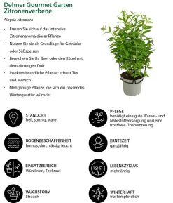 Dehner Gourmet Garten Zitronenverbene