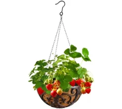 Dehner Gusseisen-Hängeampel Katalonien mit Kokoseinlage, rund, rost, ca. Ø30/H15 cm