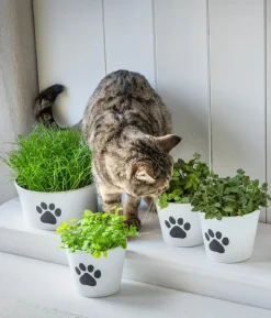 Dehner Keramik-Übertopf Paw, konisch, weiß, ca. Ø13 cm