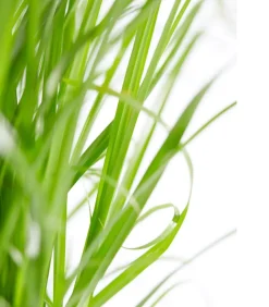 Dehner Lieblinge Katzengras - Cyperus zumula