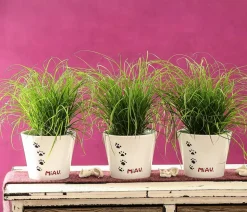 Dehner Lieblinge Katzengras - Cyperus zumula