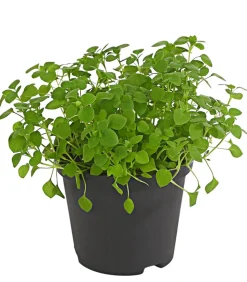 Dehner Lieblinge Vogelmiere - Stellaria media