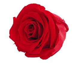 Dehner Longlife-Rose, ca. Ø6 cm