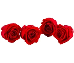Dehner Longlife-Rose, ca. Ø2 cm