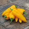 Dehner Premium Samen Spitzpaprika 'Ora Long'