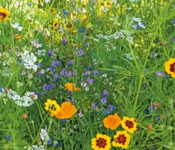 Dehner Saatband Blumenmischung 'Wildblumenwiese', L5 m