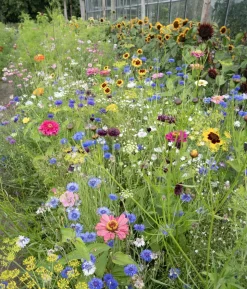 Dehner Saatband Blumenmischung 'Buntes Bouquet