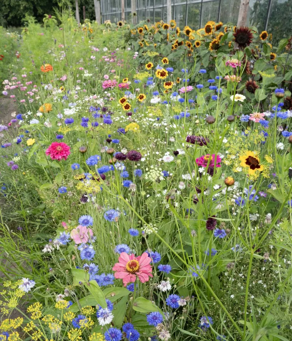 Dehner Saatband Blumenmischung 'Buntes Bouquet", L5 m