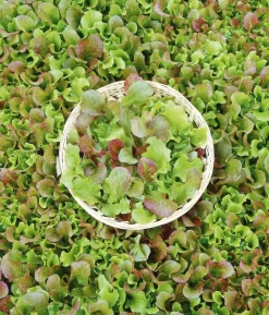 Dehner Saatband Pflücksalat-Mischung 'Fitness Pur', L5 m