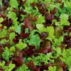 Dehner Saatband Pflücksalat-Mischung 'Französische Gartenfreude', L5 m