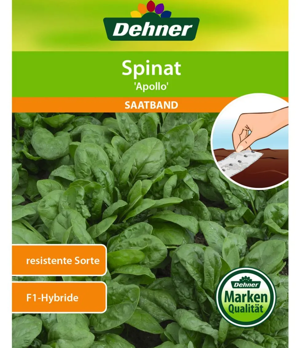 Dehner Saatband Spinat 'Apollo', 5 m