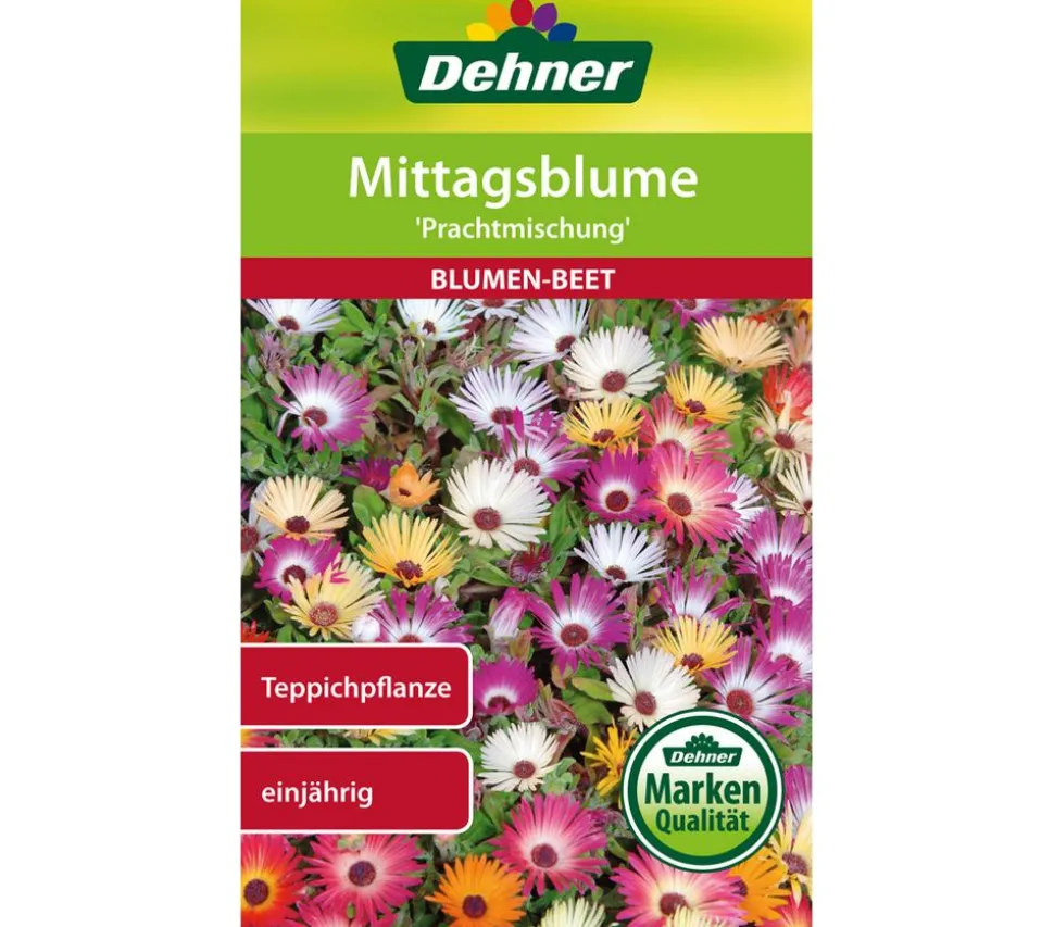 Dehner Samen Mittagsblume 'Prachtmischung'