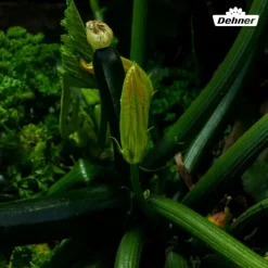 Dehner Samen Zucchini 'Leila'