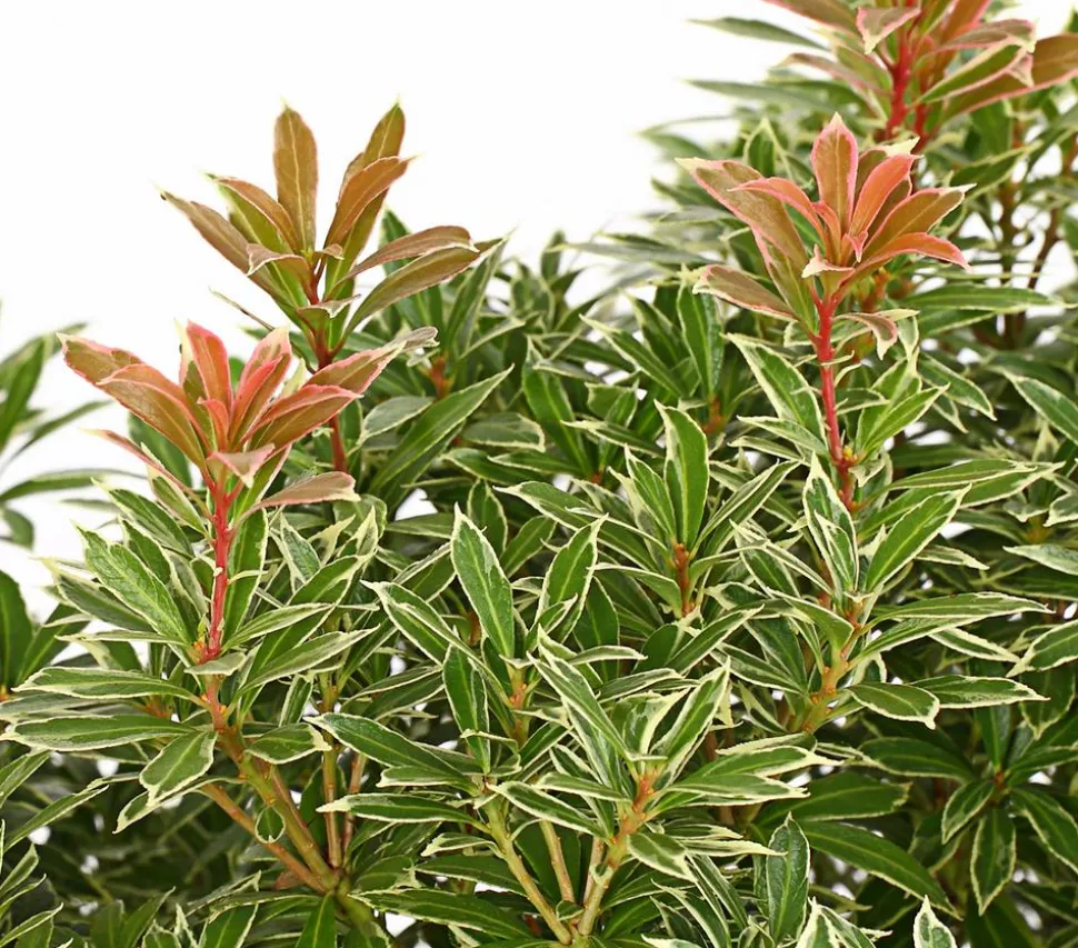 Dehner Schattenglöckchen, Japanische Lavendelheide 'Little Heath'