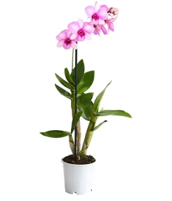 Dendrobium - Dendrobium cultivaris, verschiedene Sorten