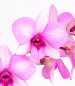Dendrobium - Dendrobium cultivaris, verschiedene Sorten