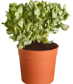 Dickblatt - Crassula cultivars, verschiedene Sorten