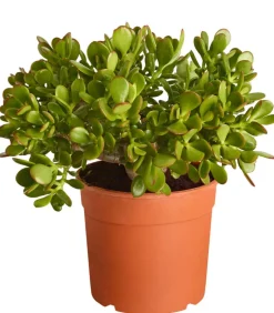Dickblatt - Crassula cultivars, verschiedene Sorten