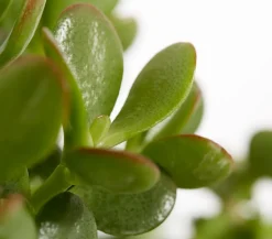 Dickblatt - Crassula cultivars, verschiedene Sorten