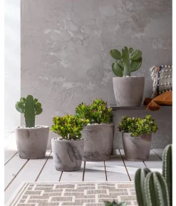 Dickblatt - Crassula cultivars, verschiedene Sorten