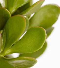 Dickblatt - Crassula cultivars, verschiedene Sorten