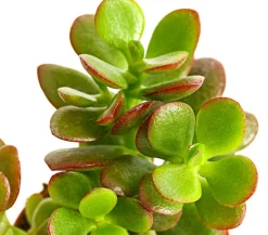 Dickblatt - Crassula ovata minor