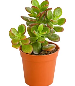 Dickblatt - Crassula ovata minor