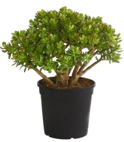 Dickblatt - Crassula cultivars, verschiedene Sorten