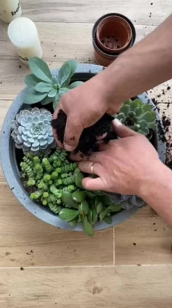 Dickblatt - Crassula cultivars, verschiedene Sorten