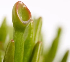 Dickblatt - Crassula cultivars, verschiedene Sorten