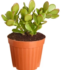 Dickblatt - Crassula cultivars, verschiedene Sorten