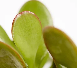 Dickblatt - Crassula cultivars, verschiedene Sorten