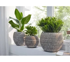 Dickblatt - Crassula cultivars, verschiedene Sorten