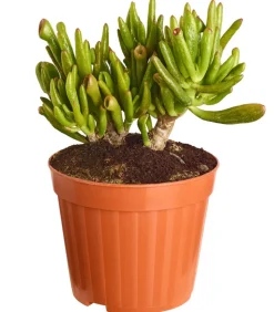 Dickblatt - Crassula cultivars, verschiedene Sorten