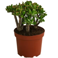 Dickblatt - Crassula cultivars, verschiedene Sorten