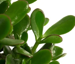 Dickblatt - Crassula cultivars, verschiedene Sorten