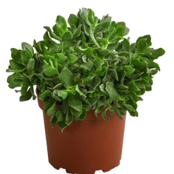 Dickblatt - Crassula cultivars, verschiedene Sorten