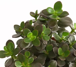 Dickblatt - Crassula ovata minor