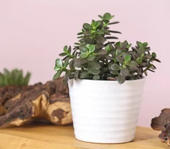 Dickblatt - Crassula ovata minor