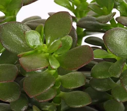 Dickblatt - Crassula ovata minor