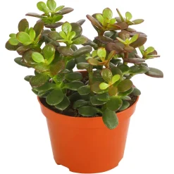 Dickblatt - Crassula ovata minor