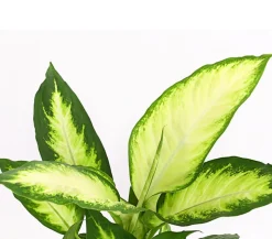 Dieffenbachie - Dieffenbachia maculata 'Camilla'