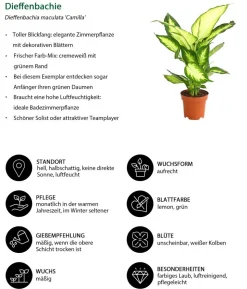 Dieffenbachie - Dieffenbachia maculata 'Camilla'
