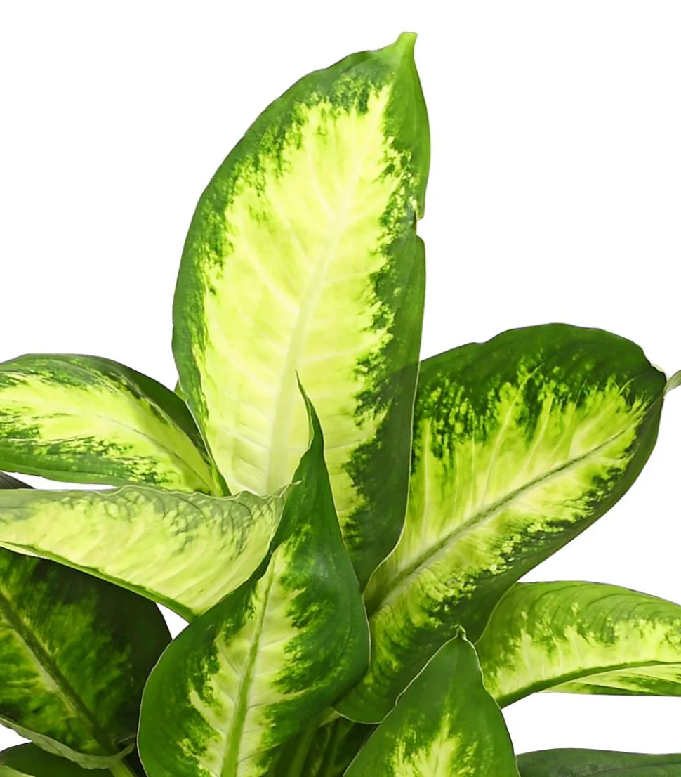 Dieffenbachie - Dieffenbachia maculata, verschiedene Sorten
