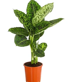 Dieffenbachie - Dieffenbachia seguine 'Reflector'